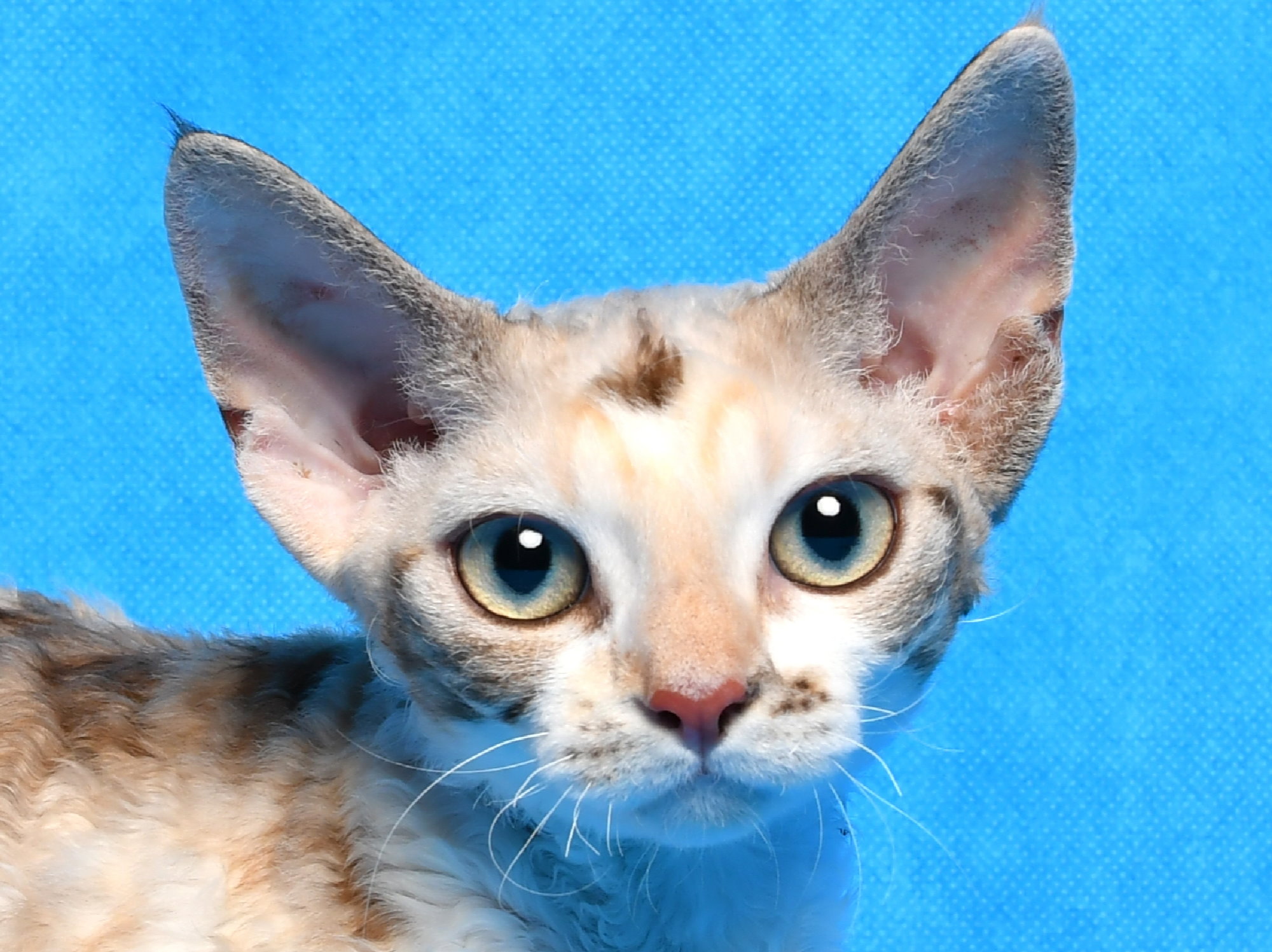 SandSilk Patricia,Devon Rex female Cat,Seal Silver Torbie Mink with White.More information and pictures